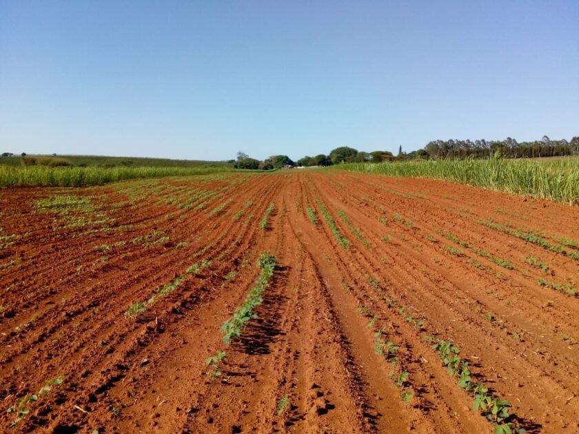 Tempo seco piora condições das lavouras de milho e soja do Paraná