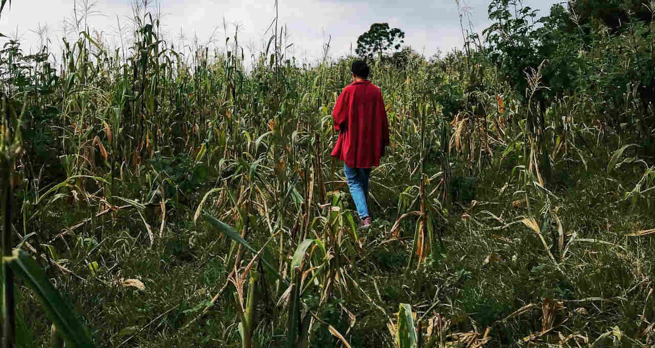 Geração de empregos no agronegócio cresceu 2,5% nos últimos 3 anos, diz FGV Agro