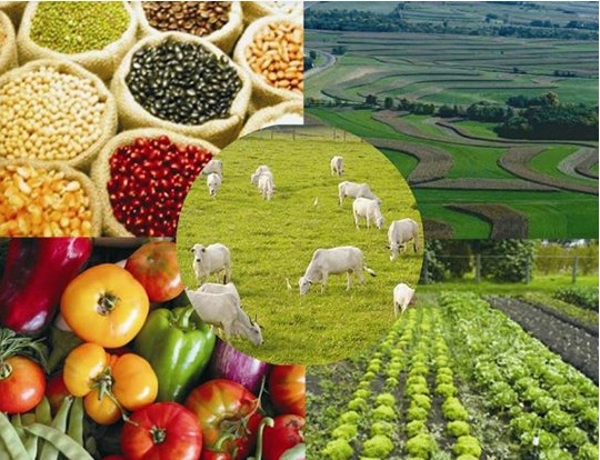 Sete municípios do Oeste estão entre os 15 mais ricos do agronegócio no Paraná