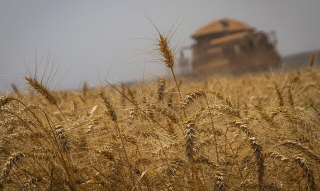 Trigo: aumento de área e boas condições das lavouras impulsionam produção no Paraná