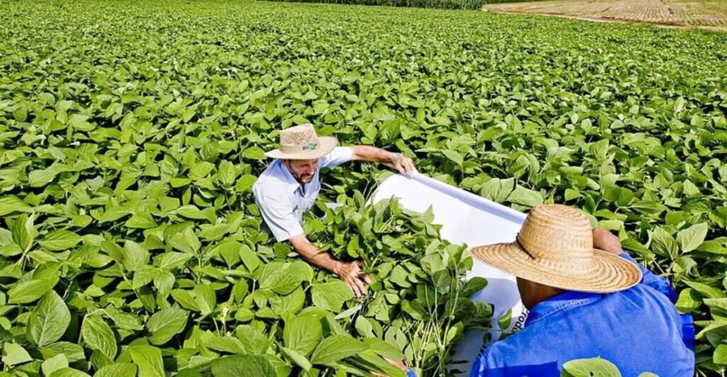 Produção sustentável de grãos é destaque no Paraná