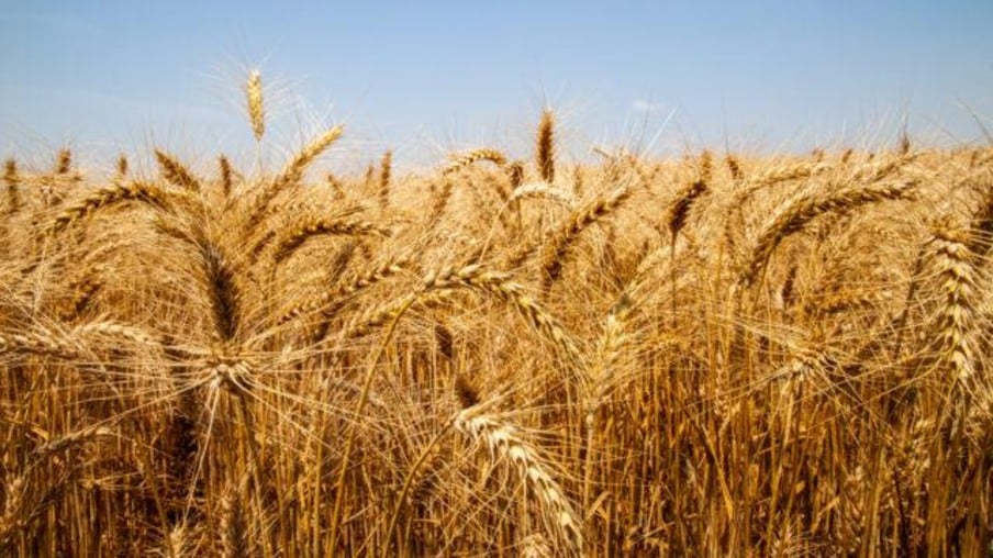 Colheita de trigo no Paraná chega a 26% da área, diz Deral