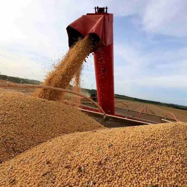 Plantio de soja atinge 6% da área do Paraná