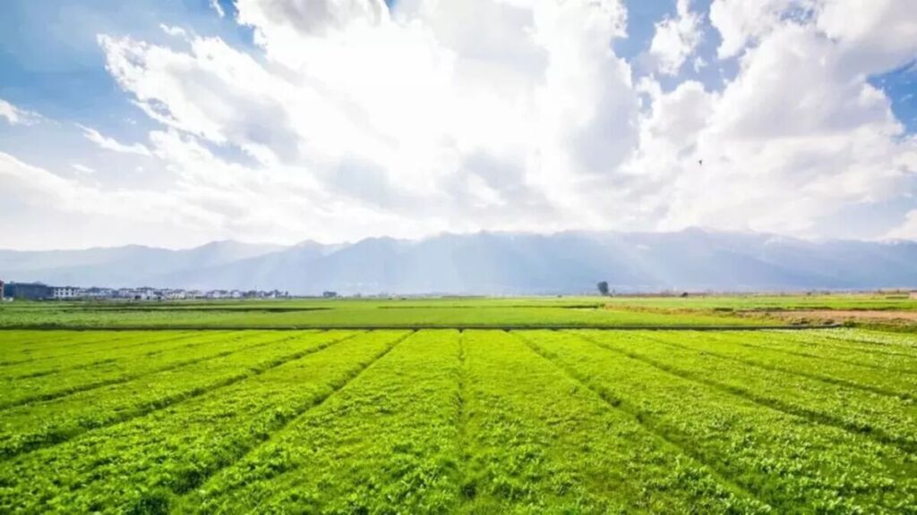 Agro em destaque: Cascavel está na lista dos municípios mais ricos do Brasil, confira outras cidades do PR