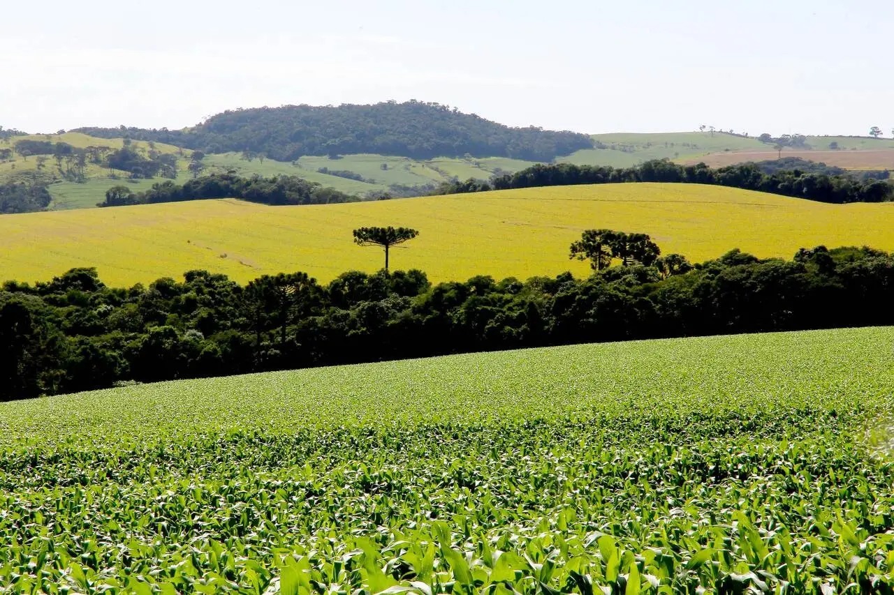 Com grande participação do agronegócio, PIB do Paraná tem crescimento expressivo
