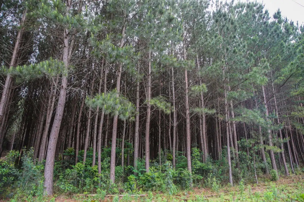Paraná é destaque no cultivo de florestas plantadas para manejo agrícola