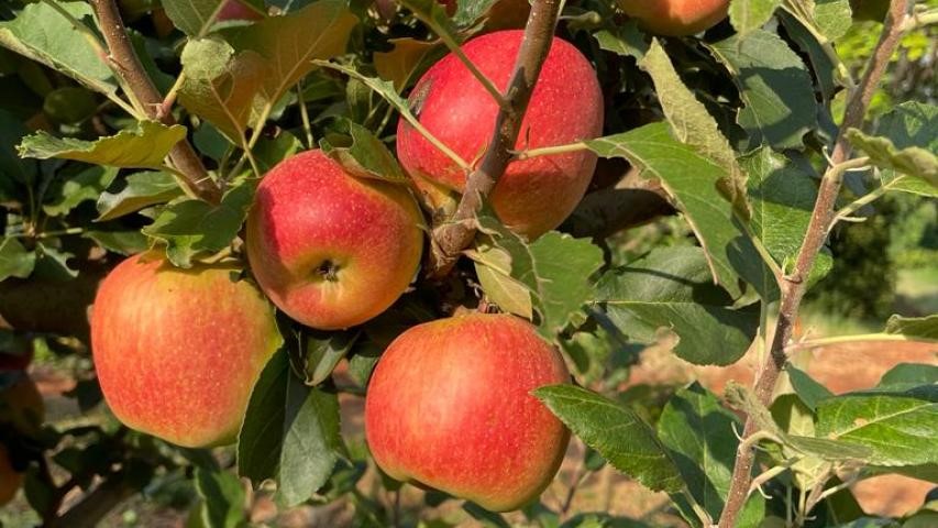 Produtores paranaenses começam a colheita da maçã por São Jerônimo da Serra