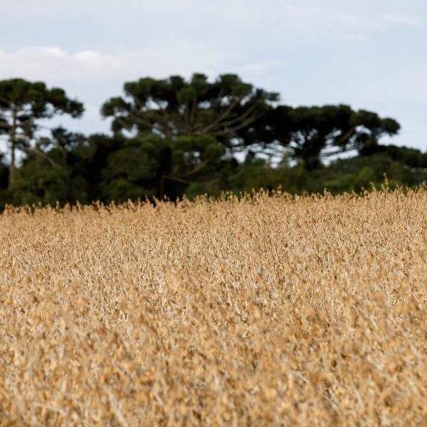 Plantio de soja do Paraná avança a 93% da área mas condição da lavoura tem leve piora