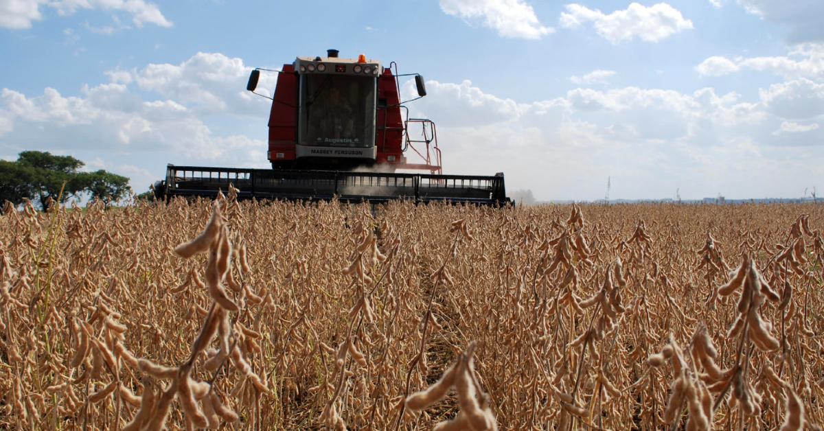 Paraná: Coopavel estima quebra de 50% a 55% nas lavouras de milho e soja