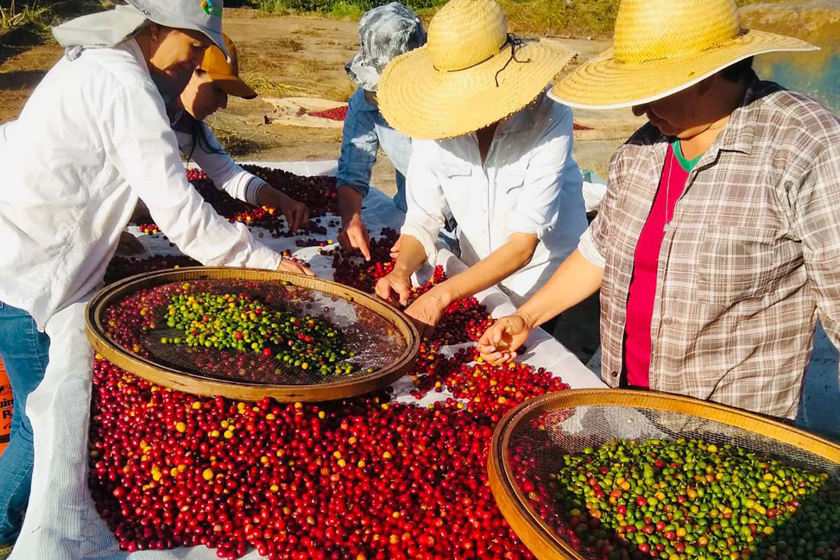 Produção de café no Paraná deve superar em 42% a safra anterior